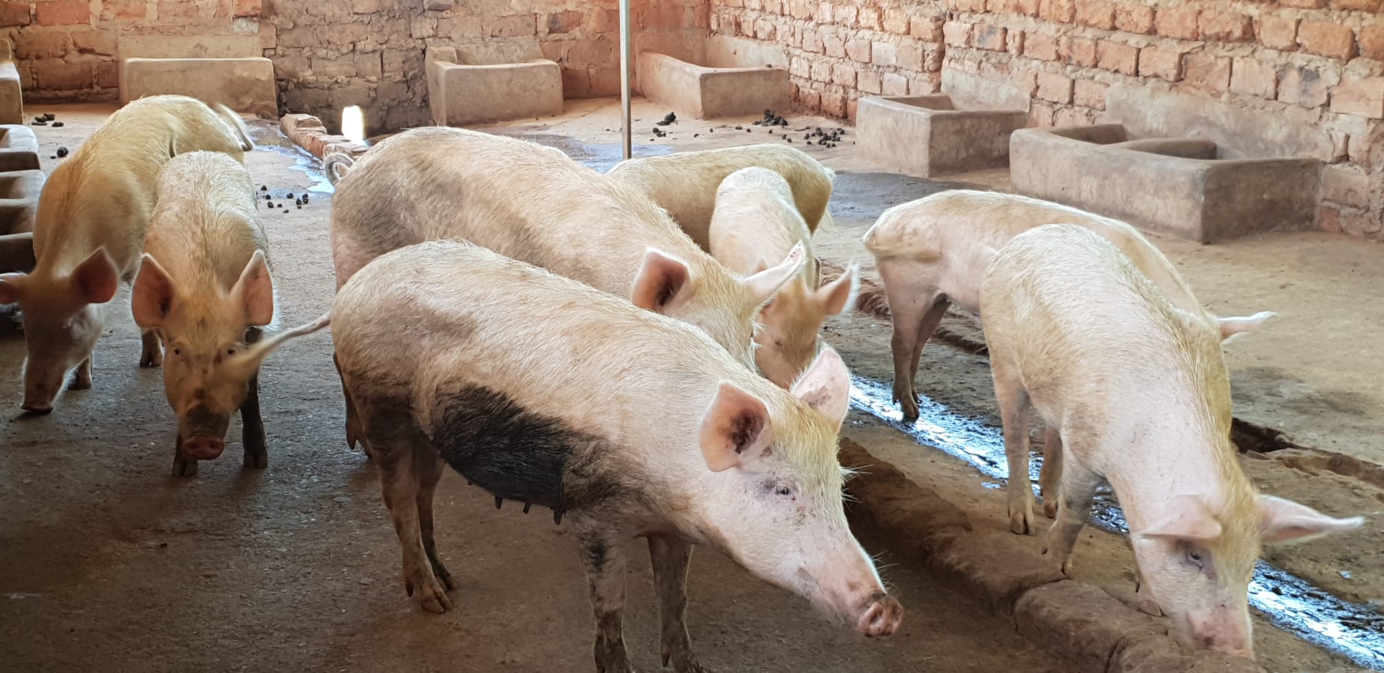 Porcs élevés en plein air