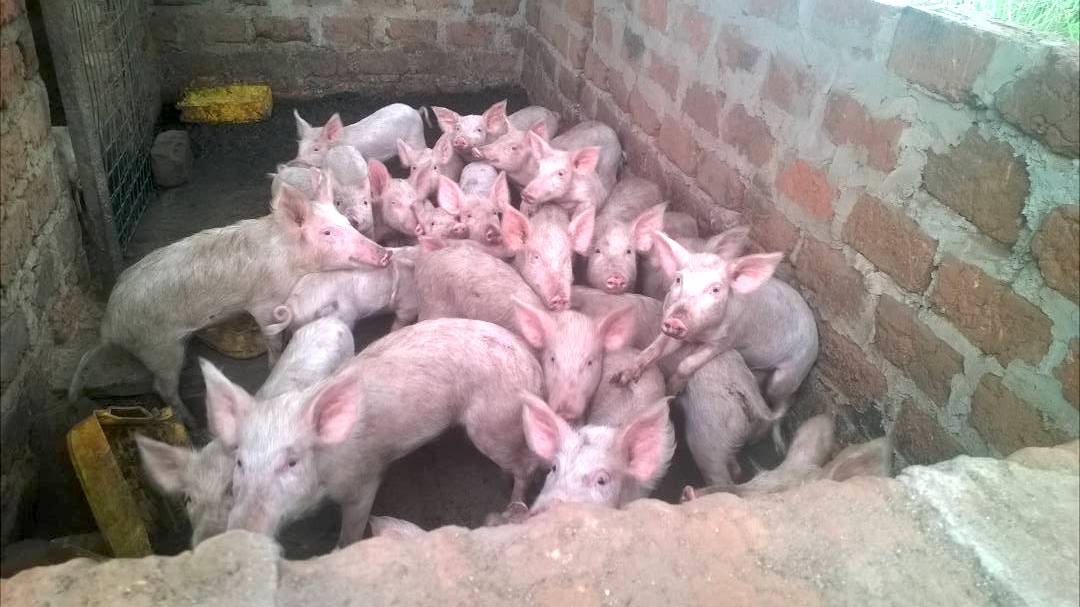 Élevage porcin de la Fondation Ndomba