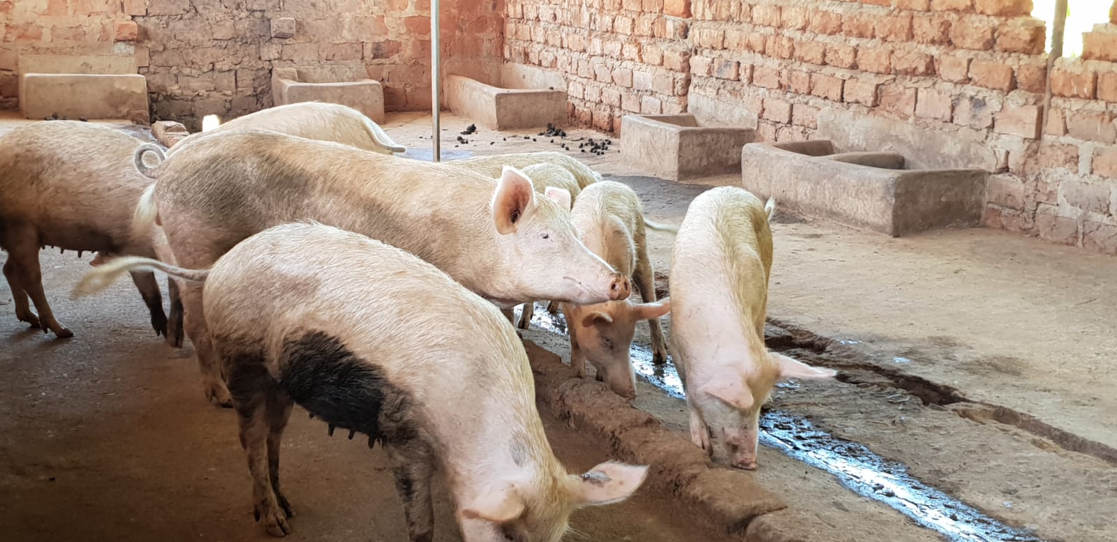 Programme d'élevage destiné aux marchés locaux